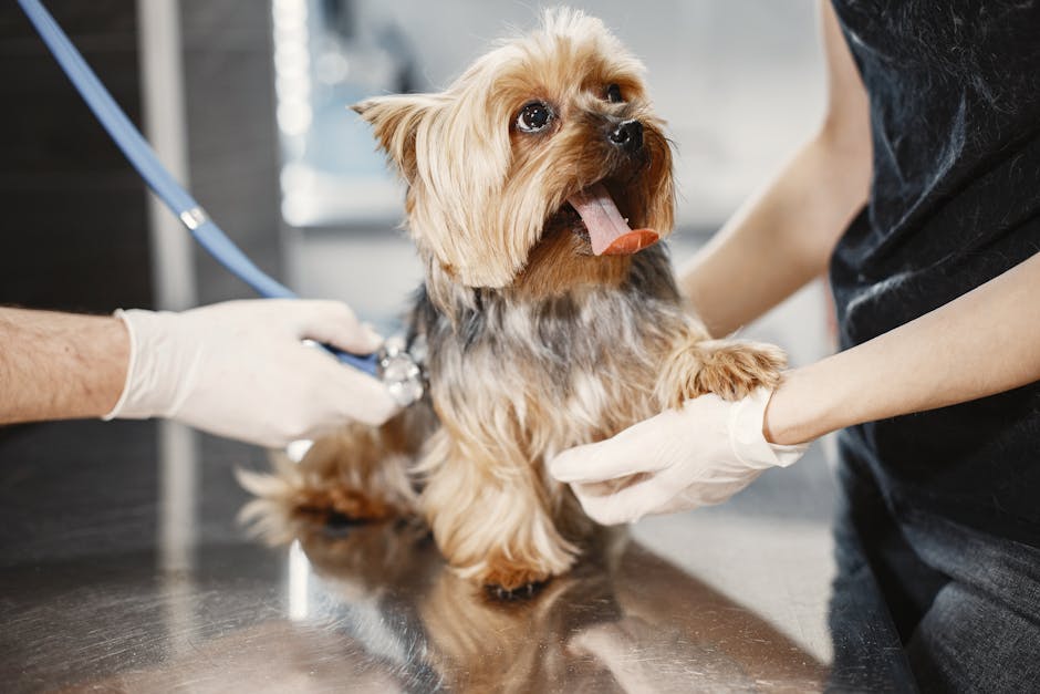 Pet Insurance 2026: Is It Worth the Cost for Your Pet?