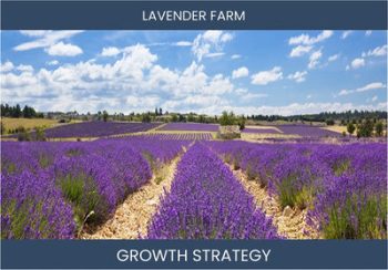 Boost Lavender Farm Sales & Profit: Effective Strategies