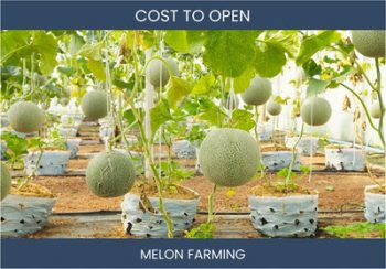 How Much Does It Cost To Start Melon Farming